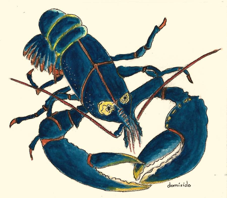 homard_bleu_aquarelle.jpg