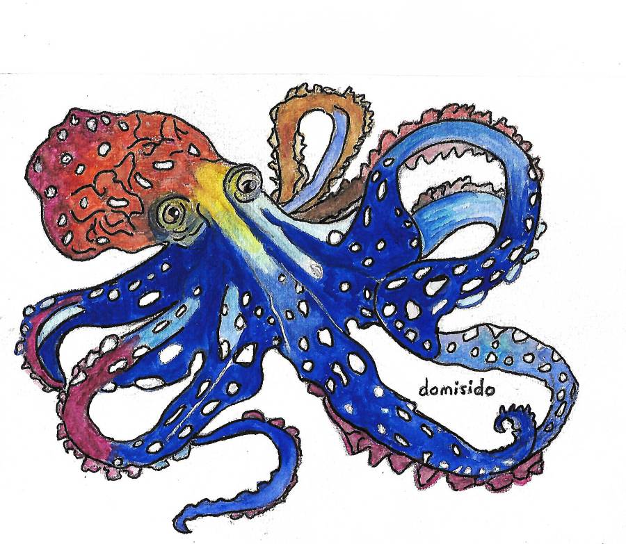 pieuvre_peinte.jpg